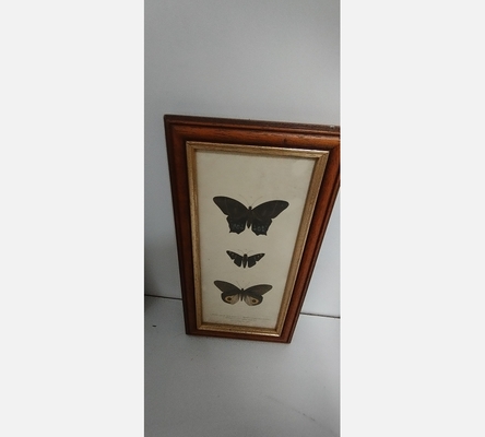 Cadre avec papillons