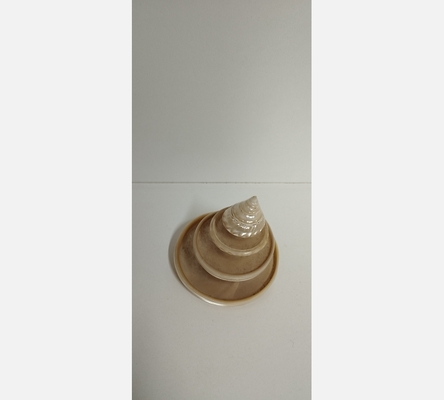 Coquillage hélicoïdale