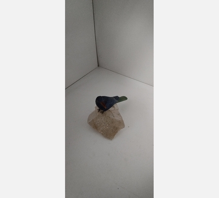 Décoration perroquet sur cailloux