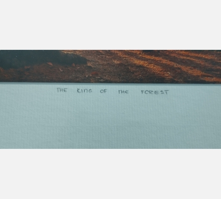 Photo encadrée et numérotée de Evgeni Dinev 'The king of forest'